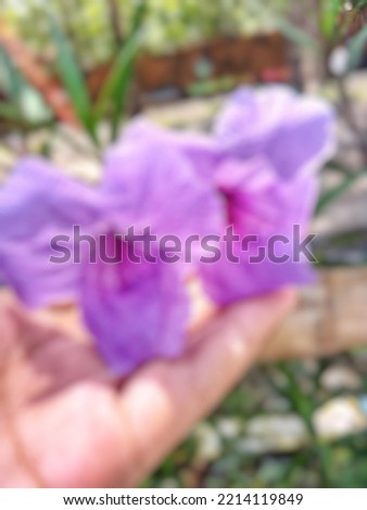 out of focus background of wild purple flowers in hand