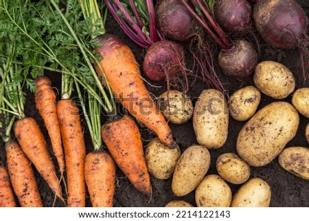Organic vegetable background texture. Autumn harvest of fresh raw carrot, beetroot and potato on soil in garden close up, top view Royalty-Free Stock Photo #2214122143