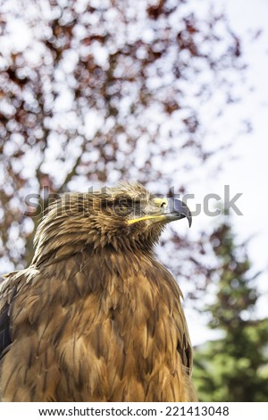 Wild eagle in captivity, detail of a dangerous bird, animal power