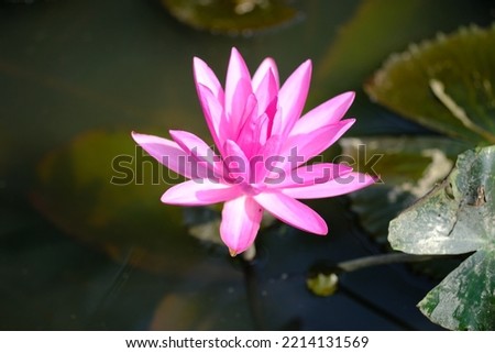The water lily is such a well species because its enormous blooms, which have numerous undifferentiated cells components, were considered to reflect the floral print of the first plant species.