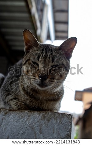 Beautiful indonesian Shorthair cat close up.