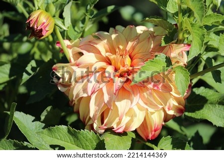 Flower blooming  in Spring.   10 sep. 2021 Royalty-Free Stock Photo #2214144369