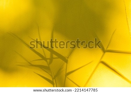 sunlight shadow bamboo leaves branches on yellow background