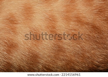 Orange cat hair, full frame orange fur, for the background.