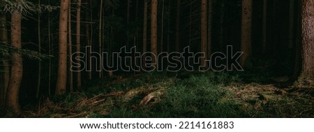 Dark landscape Black Forest background - Mystical forest with fir trees, spruce trees and blueberry plants at night