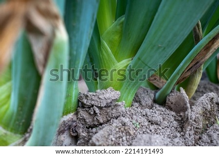 Pictures of Green Onion Fields