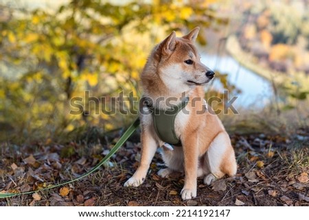 Six month old red shiba inu puppy is sitting on the hill at Gauja National Park, Latvia Royalty-Free Stock Photo #2214192147