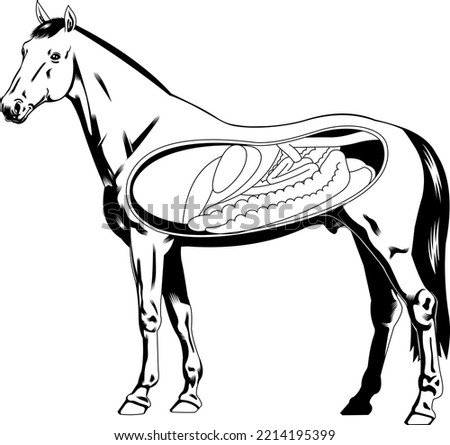 Outlined Cartoon Internal Anatomy Of A Horse Silhouette. Raster Hand Drawn Illustration Isolated On White Background