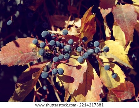 colorful,multicolor leaves of Parthenocissus quinquefolia creeper with black fruits close up