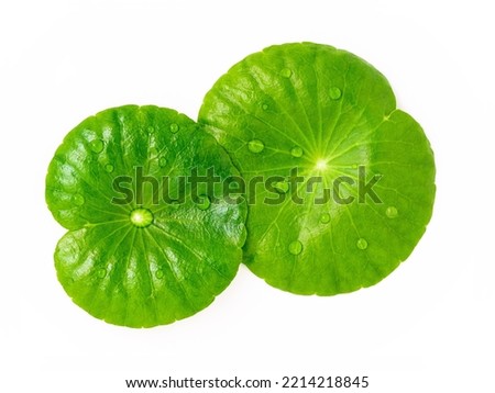 Close up centella asiatica leaves with rain drop in petri dish isolated on white background top view. Royalty-Free Stock Photo #2214218845