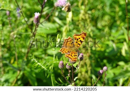 A beautiful yellow butterfly with brown spots opened its wings when landing on a flower on a sunny day on the island of the White Sea