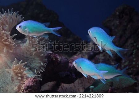 Beautiful fish on the seabed and coral reefs, underwater beauty of fish and coral reefs