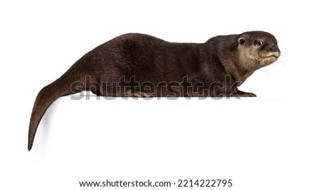 Cute young Asian small clawed otter aka Aonyx cinerea, standing side ways on edge. Looking towards camera. isolated on a white background.