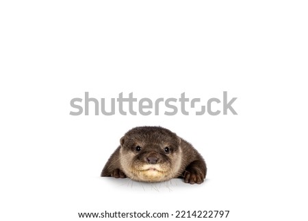 Head shot of cute young Asian small clawed otter aka Aonyx cinerea, standing behind edge. Looking towards camera. isolated on a white background.