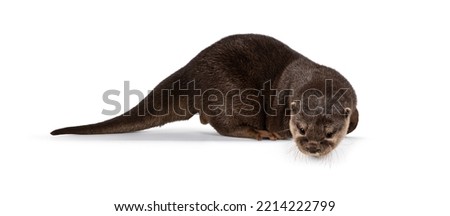 Cute young Asian small clawed otter aka Aonyx cinerea, standing side ways on edge. Looking down from edge towards camera. isolated on a white background.