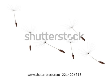 Blowing of dandelion seeds in a white background Royalty-Free Stock Photo #2214226713