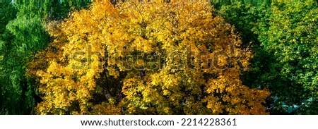 Image of trees in autumn. Yellow and still green leaves on the trees. Bright background landscape