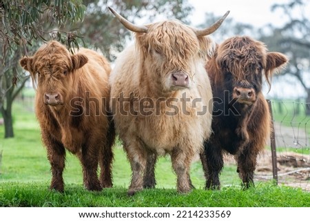 Three highland cows looking at the camera. Royalty-Free Stock Photo #2214233569