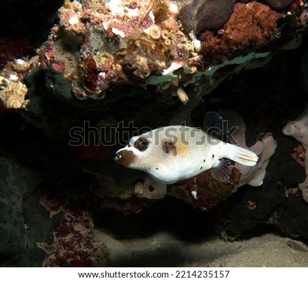 Seal Faced Pufferfish swimming Boracay Island Philippines