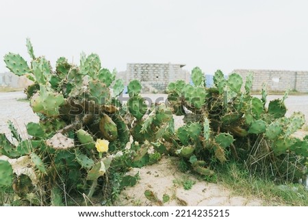 Cactus growing on the beach