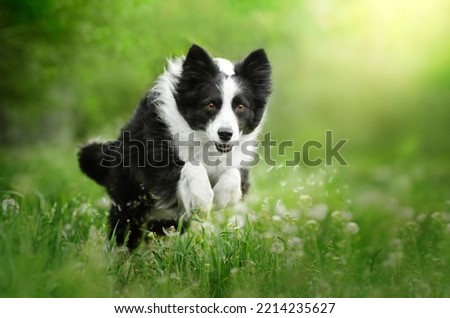 border collie dog runs on a spring lawn with dandelions Royalty-Free Stock Photo #2214235627