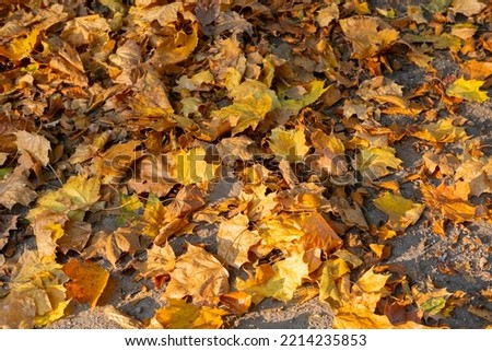 Autumn leaves on the grass colourful sunshine fall background orange nature 
