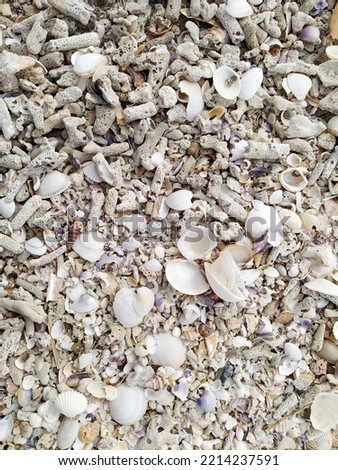 Sea ​​shells and corals on the beach sand, picture taken from an upper angel