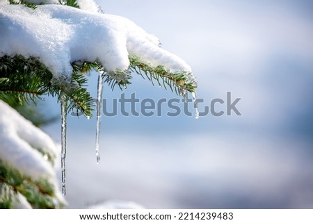 Snow-covered spruce branches close-up. Winter Christmas background. Icicles on the branches of spruce, dripping melt water.