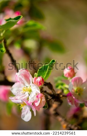 Spring blooming sakura trees. Pink flowers Sakura Spring landscape with blooming pink tree. Beautiful sakura garden on a sunny day.Beautiful concept of romance and love with delicate flowers. Royalty-Free Stock Photo #2214239561