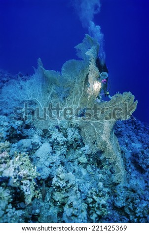SUDAN, Red Sea, U.W. photo, tropical Sea Fan (Gorgonia ventalina) and a diver - FILM SCAN
