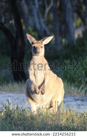 Close up of kangaroo at sunset.