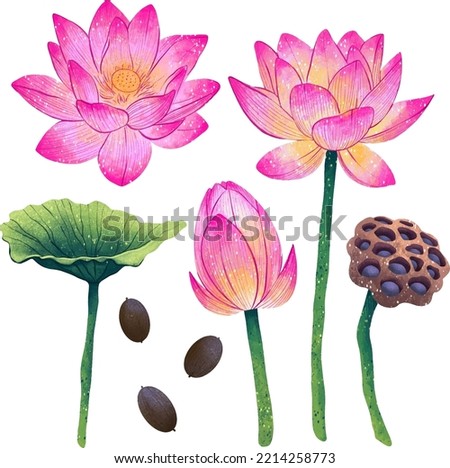 Illustration lotus flower in different angles lotus seeds leaf box digital