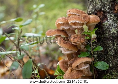 A group of mushrooms growing on a tree. Armillaria mellea, commonly known as honey mushroom, is a basidiomycete fungus of the genus Armillaria. Background picture.
