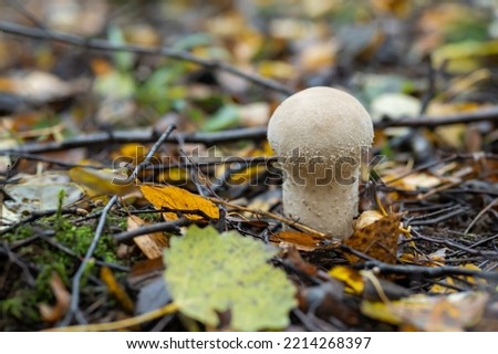 Mushroom raincoat. A mushroom of white color on a grass background. Soft focus. Background picture.