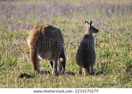 Mother and joey kangaroo shot from behind grazing in field of purple wildflowers.