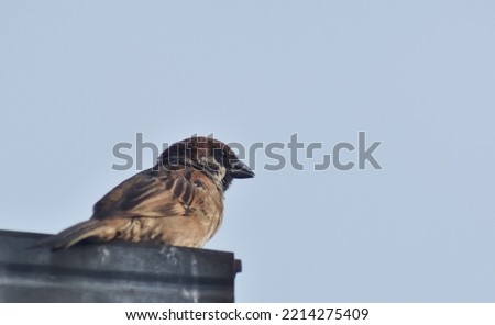 a sparrow perched on the iron fence, blue sky as background, isolated picture