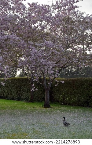 A duck wandering on a field covered with cherry blossom petals in Invercargill.