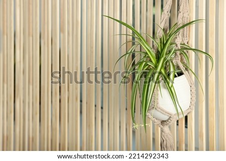 Potted chlorophytum comosum plant hanging on wooden wall, space for text. House decor Royalty-Free Stock Photo #2214292343