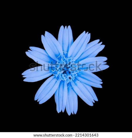 Fresh light blue flowers with blooming petals stacked in a beautiful pattern on a black background. Concept of floral plants with clipping path.