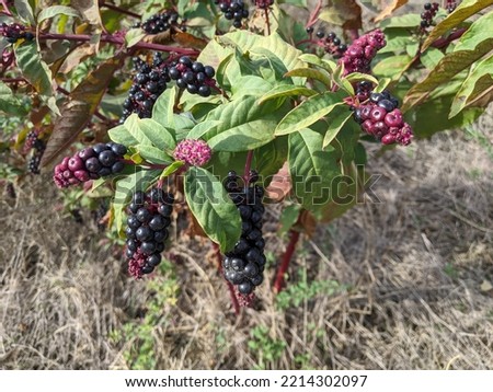 Very ornamental shrub Phytolacca americana - Pokeweed with black fruits resembling an ear of corn. Royalty-Free Stock Photo #2214302097