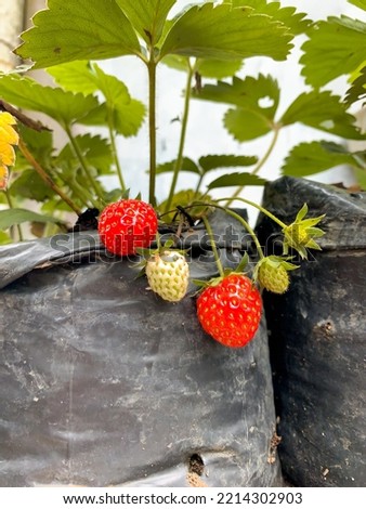 Selective focus of red strawberry on a plastic pot