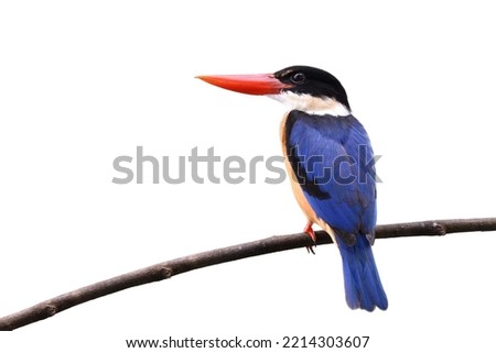 bright blue bird with proud stance on curve branch in elegance nature isolated on white background, black-capped kingfisher in beautiful moment