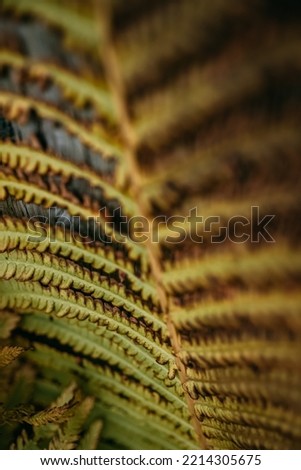 a fern leaf in macro photography
