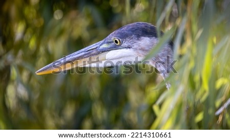 Great Blue Heron head shot looking out from under a willow tree, Quebec, Canada.