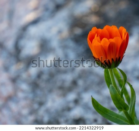 Close-up of the orange flower on a pot marigold plant that is growing in a flower garden on a cold sunny day in october with a blurred stone in the background.