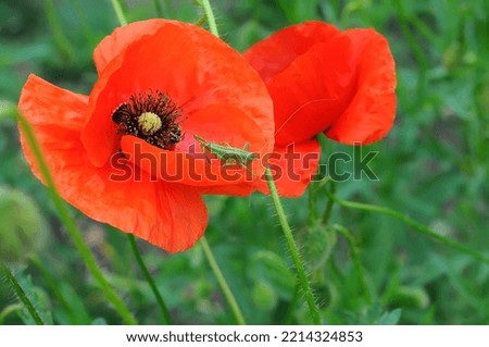 Red poppy flower on thin stem and grasshopper on green blurred background. Selective focus.