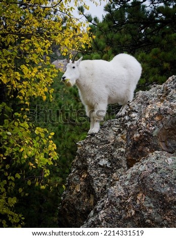This goat was found near Mount Rushmore, South Dakota.  He was reaching to nibble on the turning leaves.