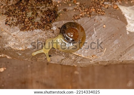 Small Glass Snail of the Family Oxychilidae Royalty-Free Stock Photo #2214334025