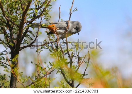 Chestnut-vented tit-babbler bird looking for food in a thorn tree Royalty-Free Stock Photo #2214336901