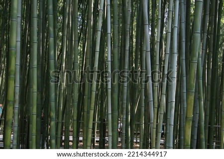 Green bamboo forest summer background